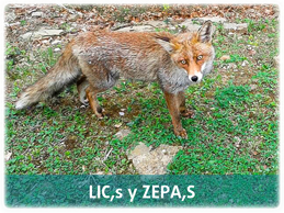 LIC's y ZEPAS