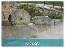Cicera