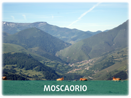 Moscaorio
