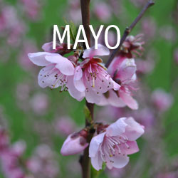 Mayo